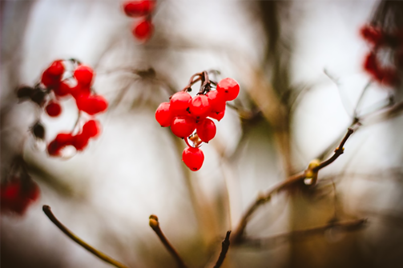 Firethorn